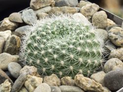 Rebutia edeltraudii RW 66
